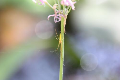 Tetragnatha sp.